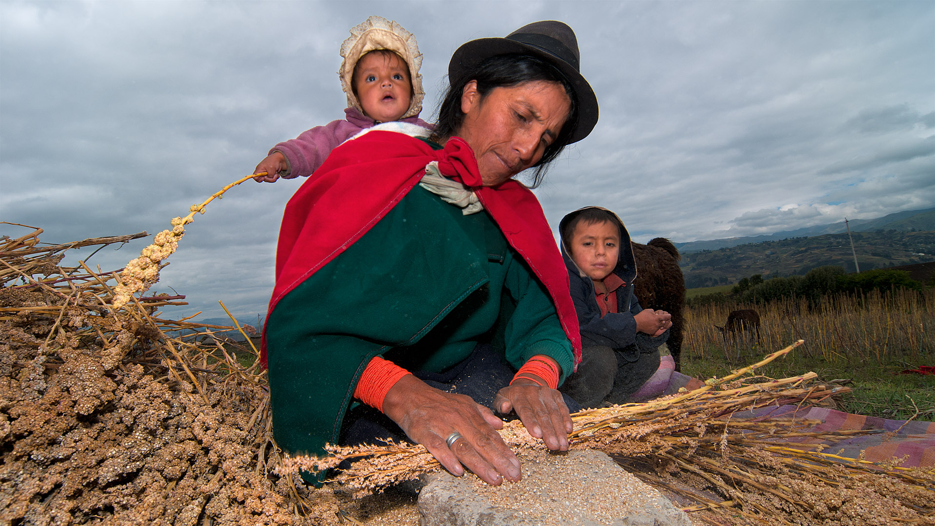 Bei der Quinoa-Ernte in der Comunidad Quinua Ñan