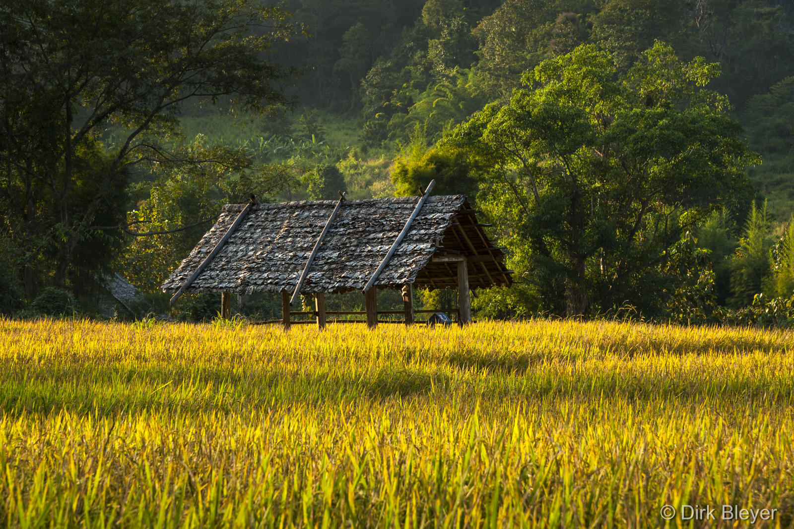 Reisfelder in Nordthailand