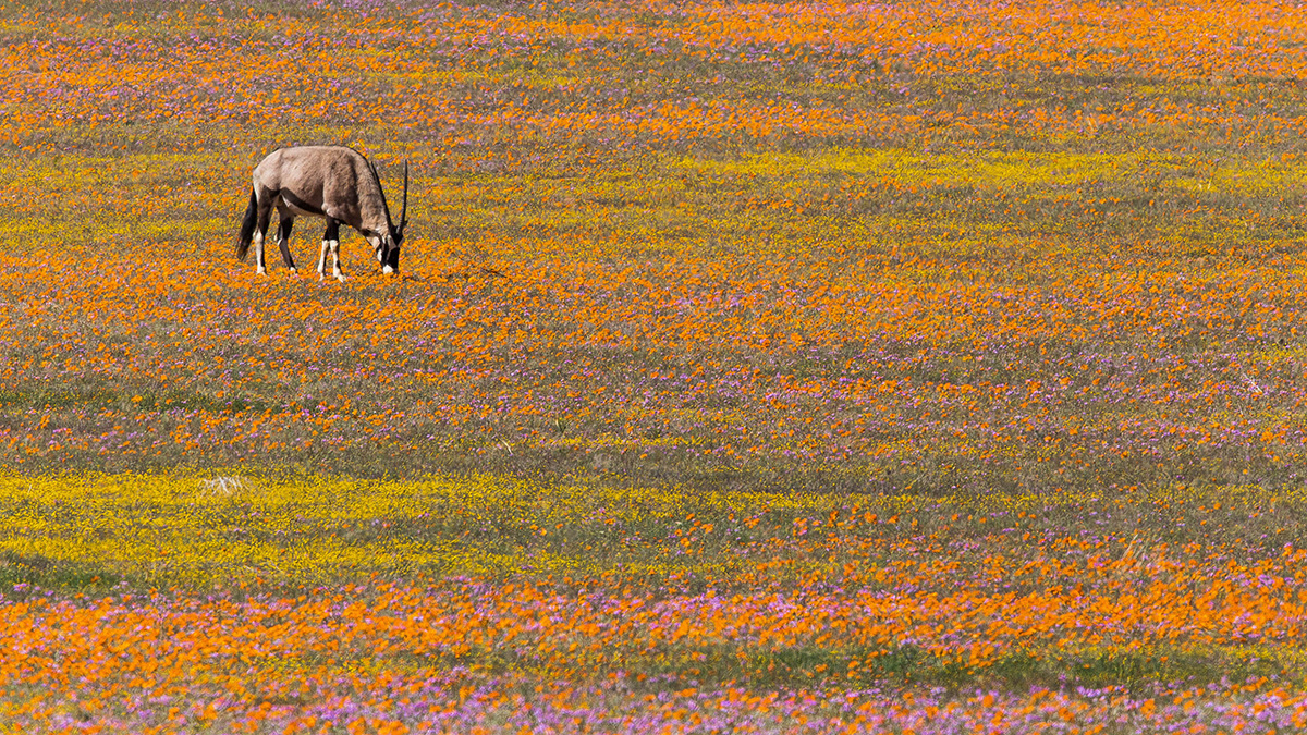 Oryx im Namaqualand