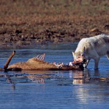 Grauer Wolf (Canis lupus) mit erlegtem Hirsch im Yellowstone Nationalpark