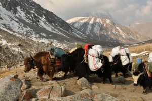 PViolo-Himalaya_Tibet_f2