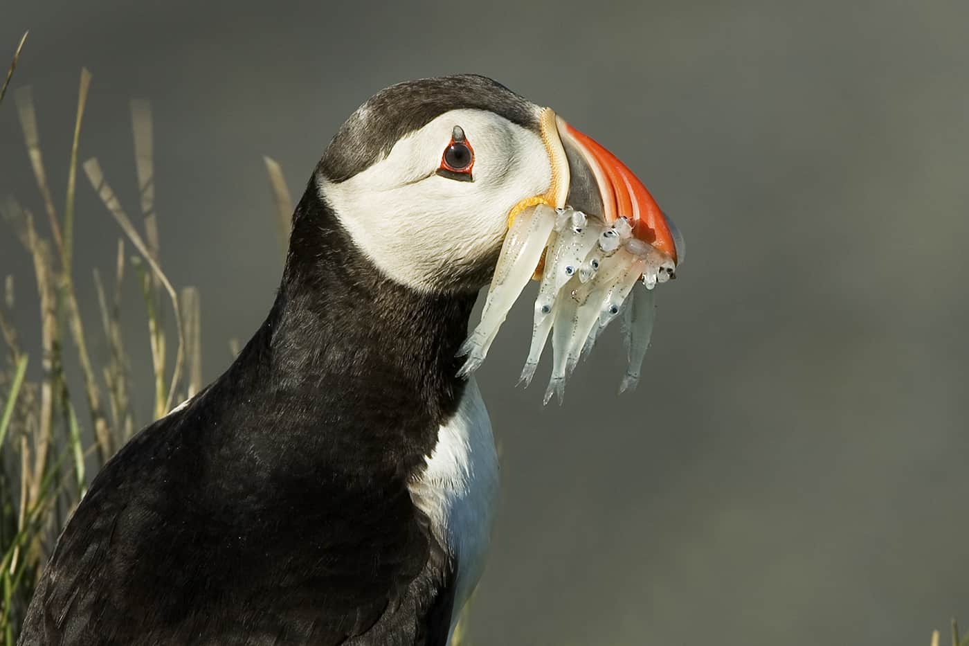 NORWEGEN – über die Fjorde in die Arktis