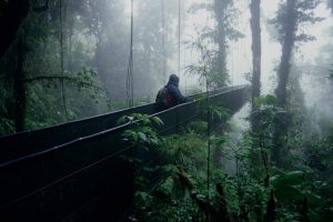 monteverde-bruecke